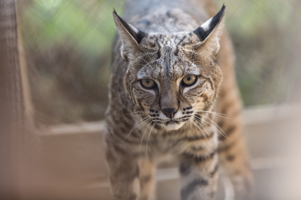 sf zoo bobcat